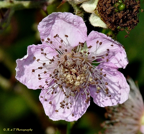 {Rubus bifrons}